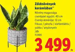 Lidl Zöldnövények kerámiában ajánlat