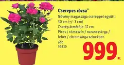 Lidl Cserepes rózsa ajánlat