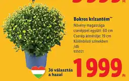 Lidl Bokros krizantém ajánlat