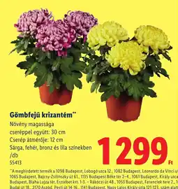 Lidl Gömbfejű krizantém ajánlat
