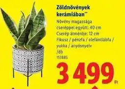 Lidl Zöldnövények kerámiában ajánlat