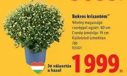 Lidl Bokros krizantém ajánlat