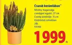 Lidl Csarab kerámiában ajánlat