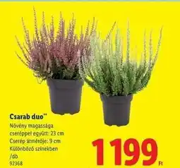 Lidl Csarab duo ajánlat