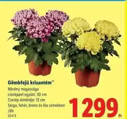 Lidl Gömbfejű krizantém ajánlat