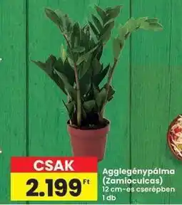 Interspar AGGLEGÉNYPÁLMA (ZAMIOCULCAS) ajánlat