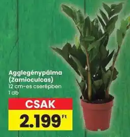 Spar AGGLEGÉNYPÁLMA (ZAMIOCULCAS) ajánlat