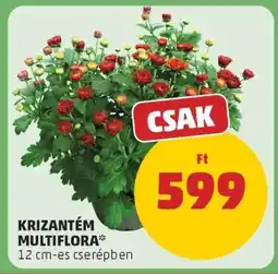 PENNY KRIZANTÉM MULTIFLÓRA ajánlat