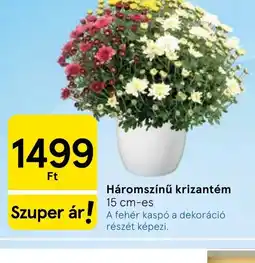 Tesco Háromszínű krizantém ajánlat