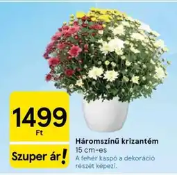 Tesco Háromszínű krizantém ajánlat