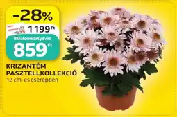 Auchan KRIZANTÉM PASZTELLKOLLEKCIÓ ajánlat