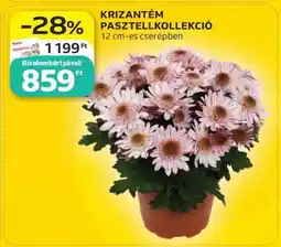 Auchan KRIZANTÉM PASZTELLKOLLEKCIÓ ajánlat