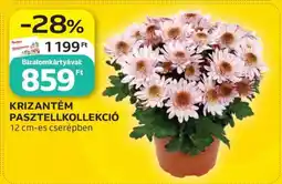 Auchan KRIZANTÉM PASZTELLKOLLEKCIÓ ajánlat