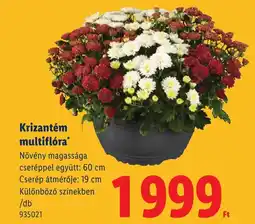 Lidl Krizantém multiflóra ajánlat