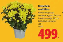 Lidl Krizantém multiflóra ajánlat