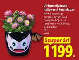 Lidl Virágzó növények halloweeni kerámiában ajánlat