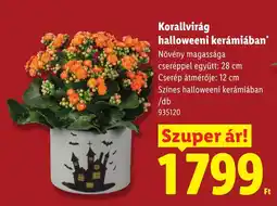 Lidl Korallvirág halloweeni kerámiában ajánlat