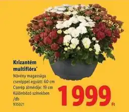 Lidl KRIZANTÉM MULTIFLÓRA ajánlat