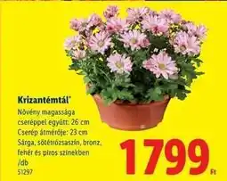 Lidl Krizantémtál ajánlat