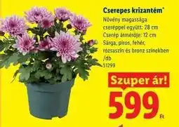 Lidl Cserepes krizantém ajánlat