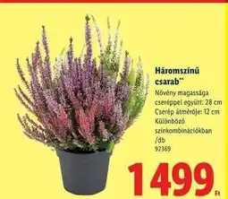 Lidl Háromszínű csarab ajánlat