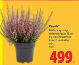 Lidl Csarab ajánlat