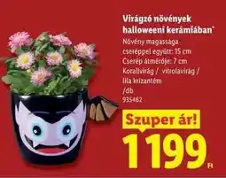 Lidl Virágzó növények halloweeni kerámiában ajánlat