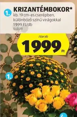 ALDI Krizantémbokor ajánlat