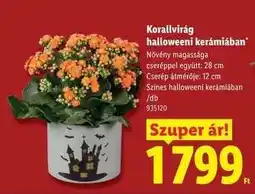 Lidl Korallvirág halloweeni kerámiában ajánlat