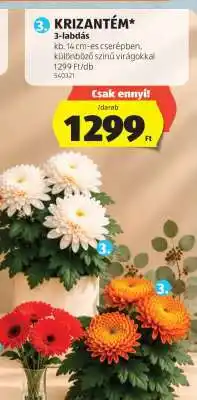 ALDI Krizantém ajánlat