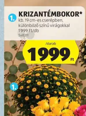 ALDI Krizantémbokor ajánlat