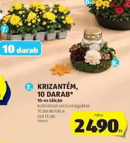 ALDI KRIZANTÉM, 10 DARAB ajánlat