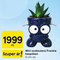 Tesco Mini szukkulens frankie kaspóban ajánlat