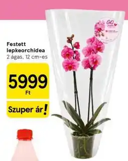 Tesco Festett lepkeorchidea ajánlat