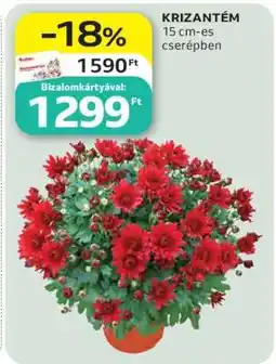 Auchan Krizantém ajánlat