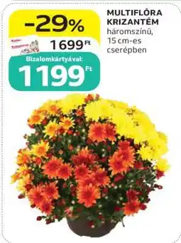 Auchan MULTIFLÓRA KRIZANTÉM ajánlat