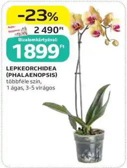 Auchan Lepkeorchidea (Phalaenopsis) ajánlat