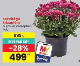Spar My SuperShop sokvirágú krizantém ajánlat