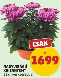 PENNY Nagyvirágú krizantém ajánlat