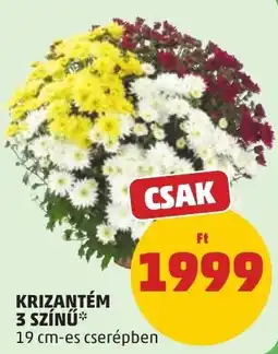 PENNY Krizantém 3 színű ajánlat