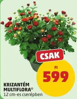 PENNY Krizantém Multiflora* ajánlat