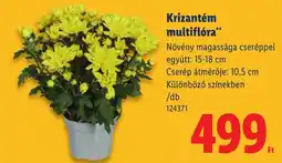 Lidl Krizantém multiflóra ajánlat