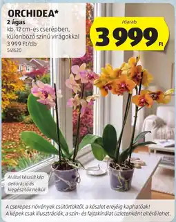 ALDI Orchidea ajánlat