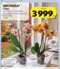 ALDI ORCHIDEA ajánlat
