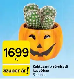 Tesco Kaktuszmix rémisztő kaspóban ajánlat