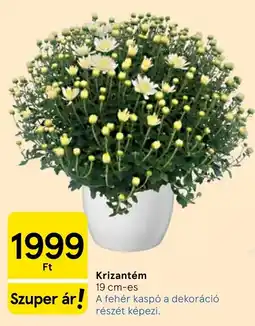 Tesco Krizantém ajánlat