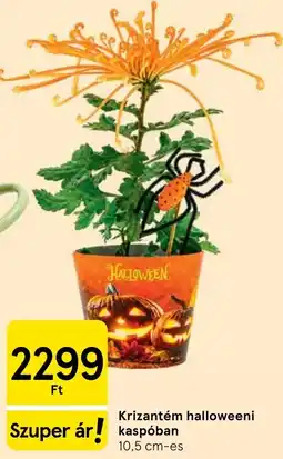 Tesco Krizantém halloweeni kaspóban ajánlat