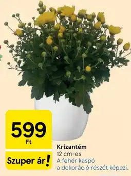 Tesco Krizantém ajánlat