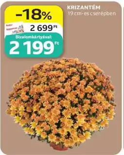 Auchan Krizantém ajánlat