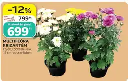 Auchan MULTIFLÓRA KRIZANTÉM ajánlat
